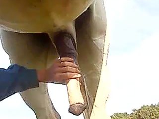 Caballo gay zoofilia