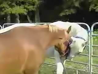 Guy Gets Horse Cum All Over
