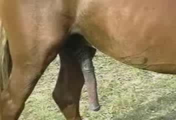 Guy Gets Horse Cum All Over