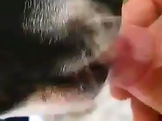 Perro mamando polla