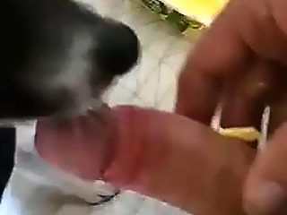 Perro mamando polla