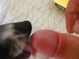 Perro mamando polla
