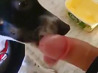 Perro mamando polla