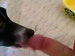 Perro mamando polla