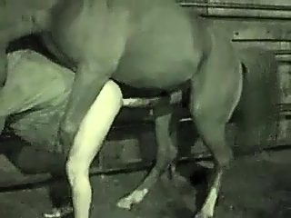 Horse fucks man