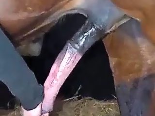 Sexo gay con caballo