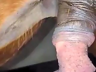 Sexo gay con caballo